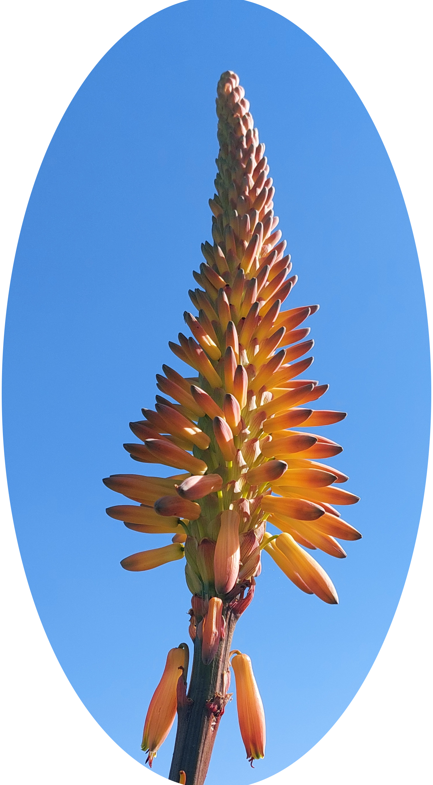 Aloe Flower