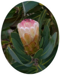 Pincushion Protea