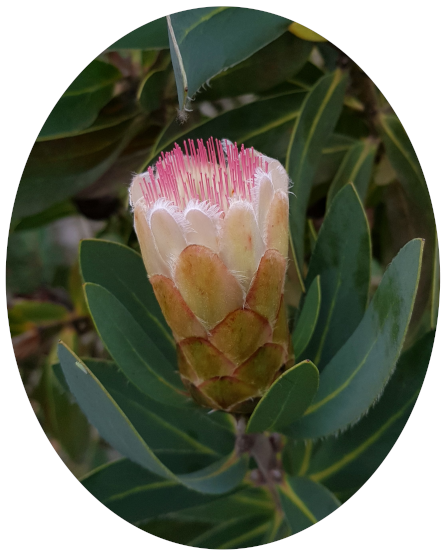 Protea