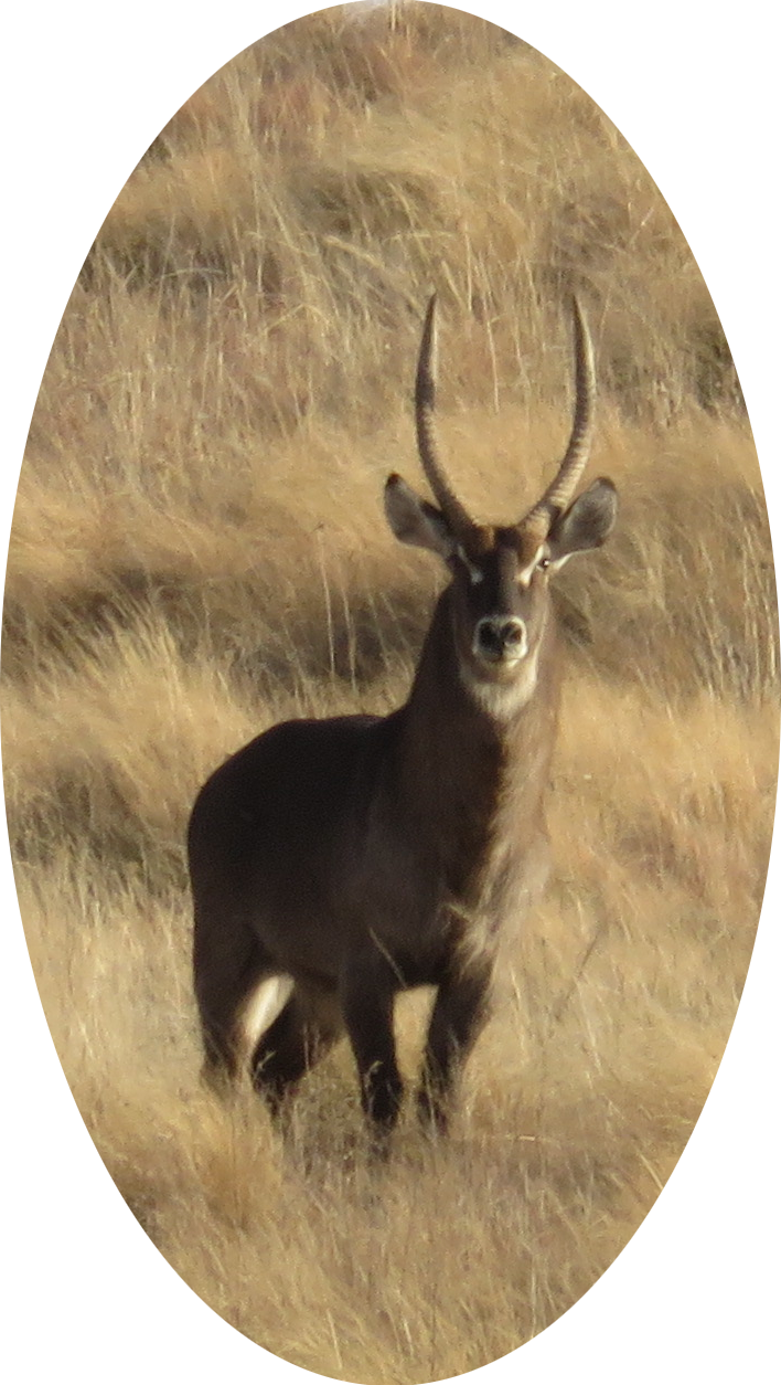 Water Buck