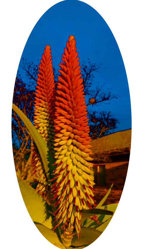 Pincushion Protea