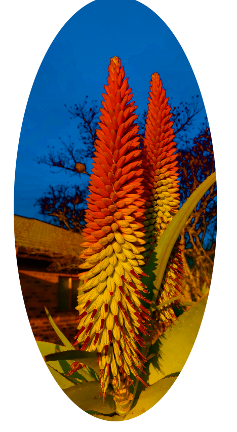 Pincushion Protea