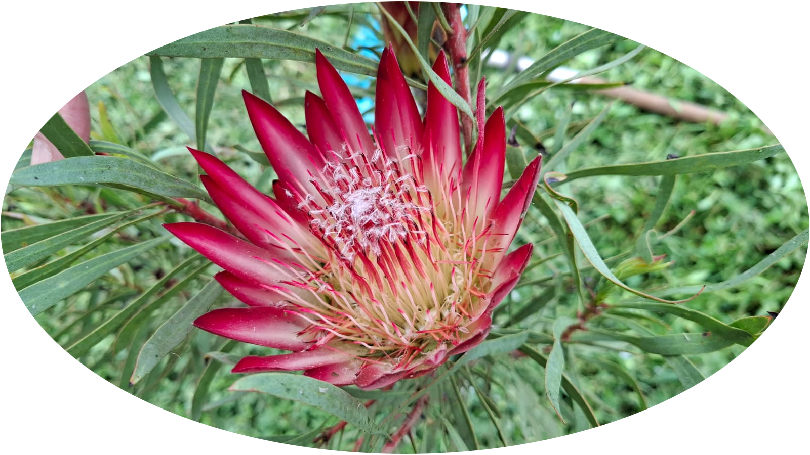 Protea Flower