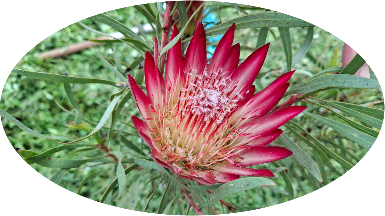 Protea Flower