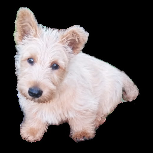 Fergus