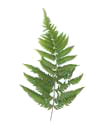 Fern Hill right fern frond